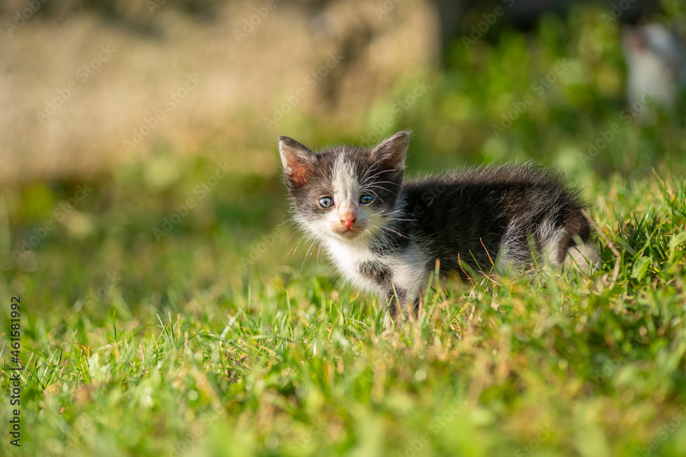 black and white kitten on grass