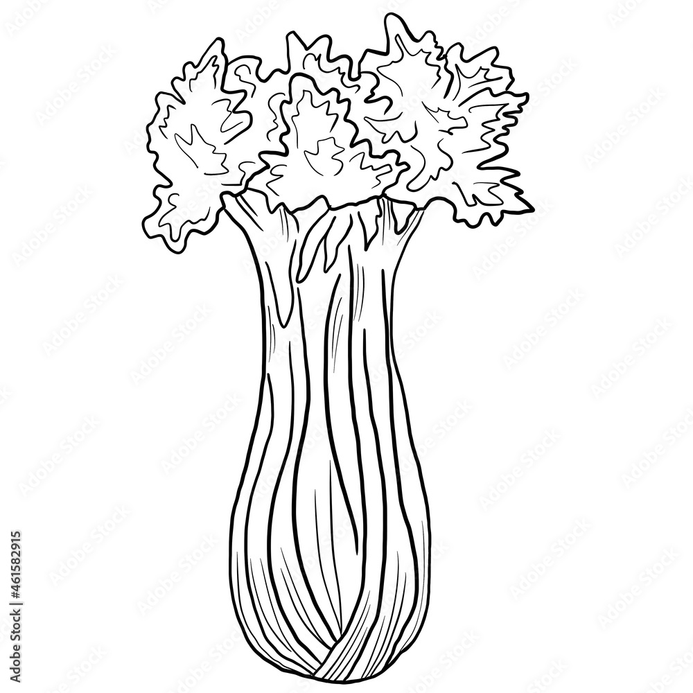 Line sketch celery vegetable isolated