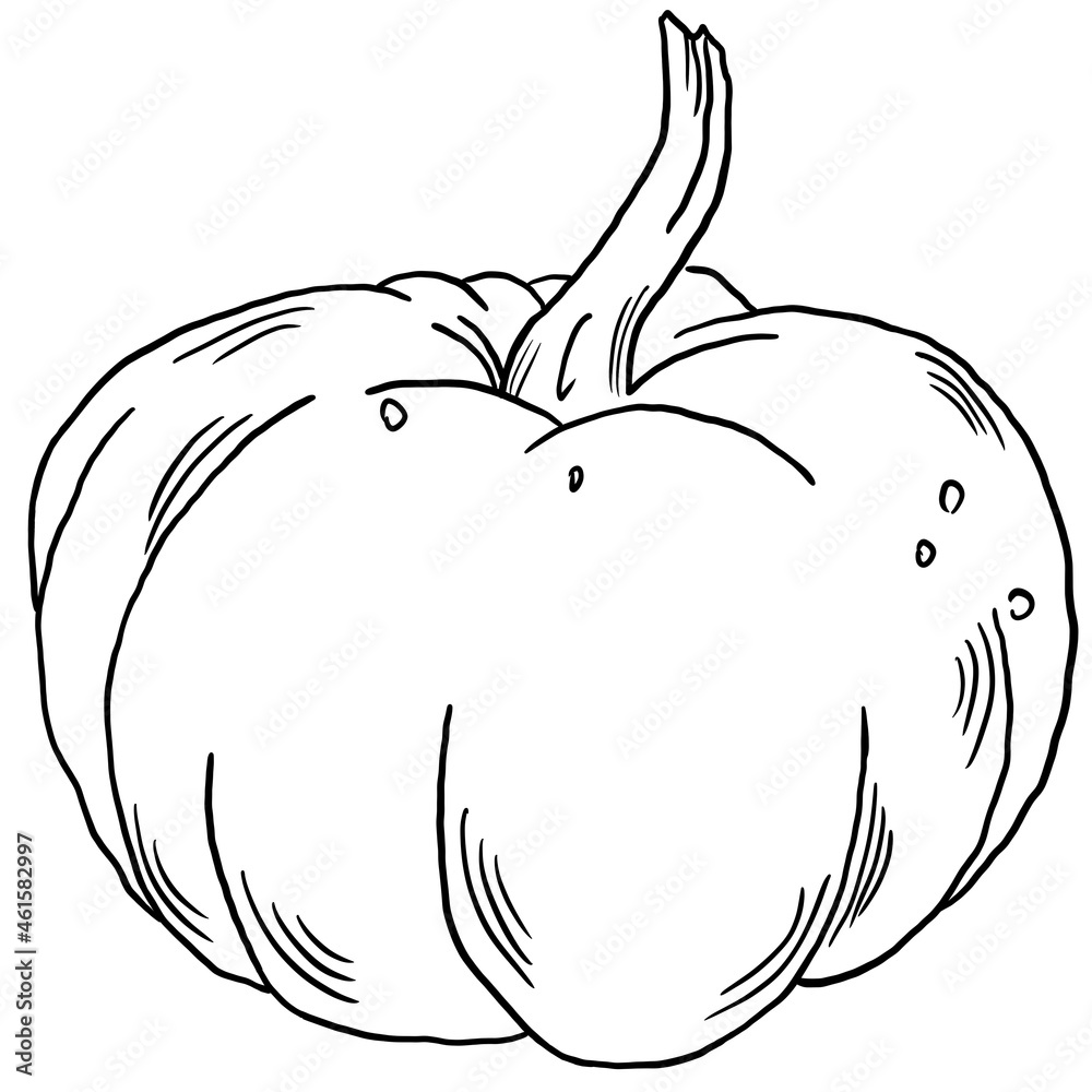 Line sketch pumpkin vegetable isolated Line sketch pumpkin vegetable isolated