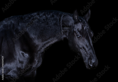 art portrait of beautiful black horse at black background .