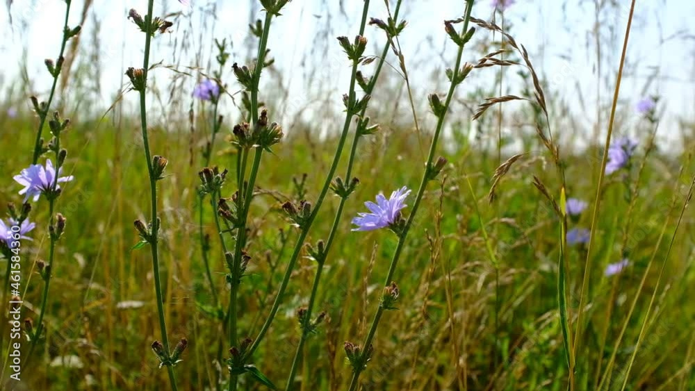 Flowers of wild chicory endive among meadow grass. Blooming chicory swaying in the wind. Wildflower grassland. Blue and Purple flowers. Blue flowers on natural background. High quality HD footage Flowers of wild chicory endive among meadow grass. Blooming chicory swaying in the wind. Wildflower grassland. Blue and Purple flowers. Blue flowers on natural background. High quality HD footage