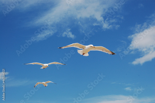 Seagulls floating