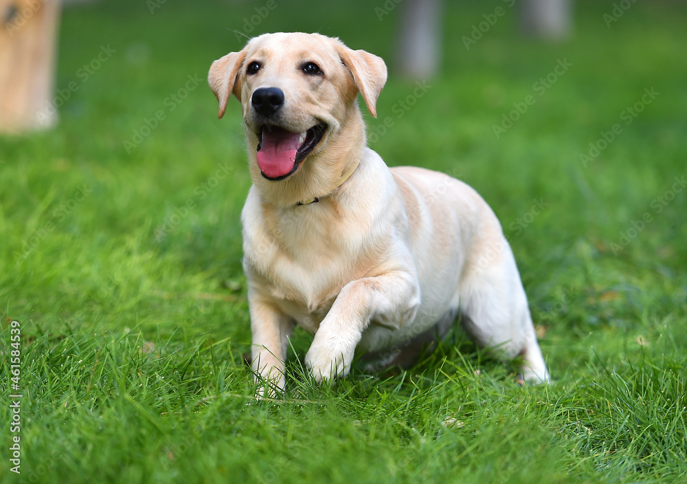 un cachorro de perro labrador en un campo verde