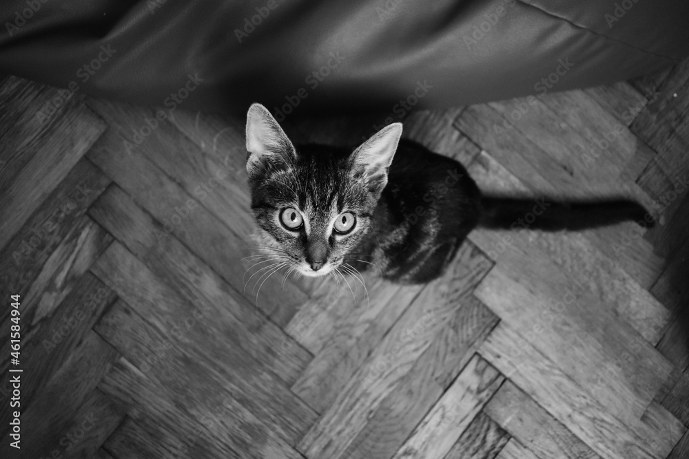 Młody kot - czarno białe zdjęcie - obrazy, fototapety, plakaty 