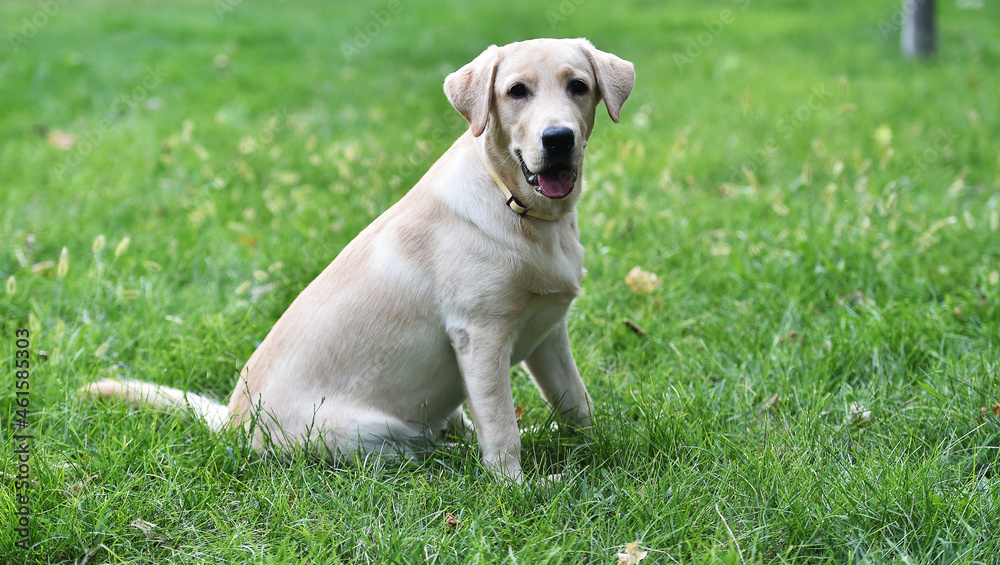 un cachorro de perro labrador en un campo verde