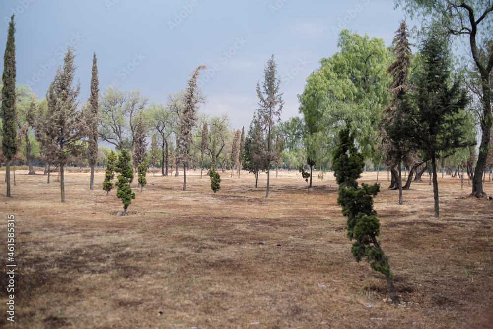 Group of different size trees on dry grass field under cloudy sky