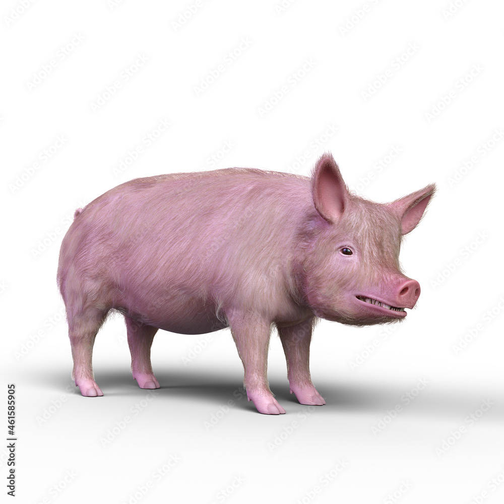 Fototapeta premium 3D rendering of a pig isolated on a white background.