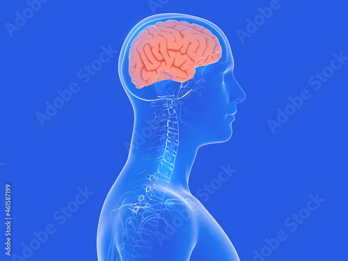 3d illustration of human brain. Transparent internal anatomy of the head and neck, on a blue background.