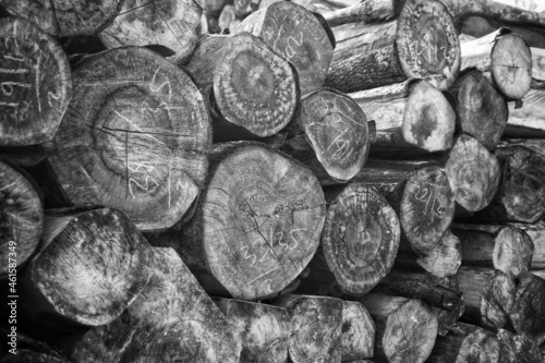 black forest wood pile