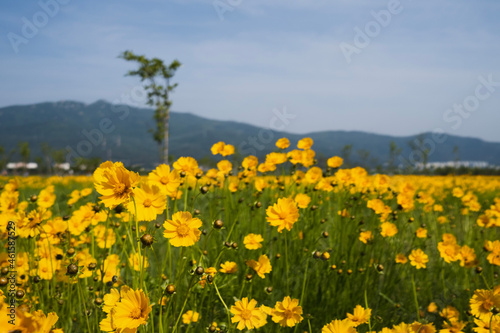 field of dandelions