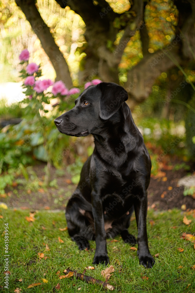 Black Labrador in the Garden nice bokeh