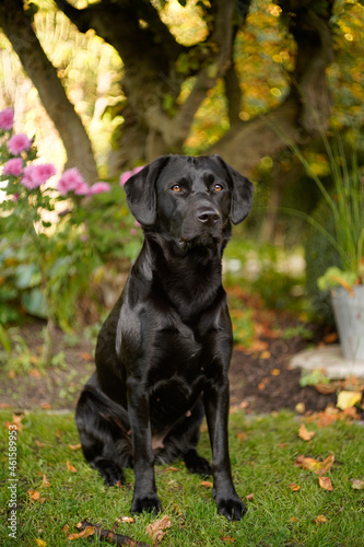 Black Labrador in the Garden nice bokeh