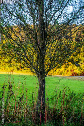 Fototapeta Naklejka Na Ścianę i Meble -  A tree in fall colors at sunset