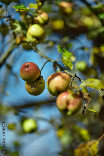 apple tree in autumn