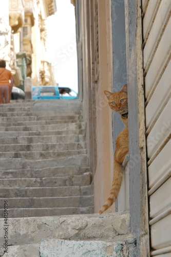 Cat living in Valletta, Malta © i_moppet