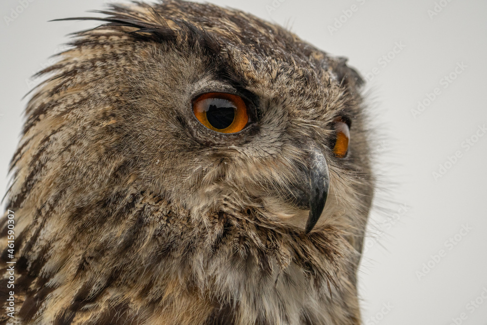 Naklejka premium Eule