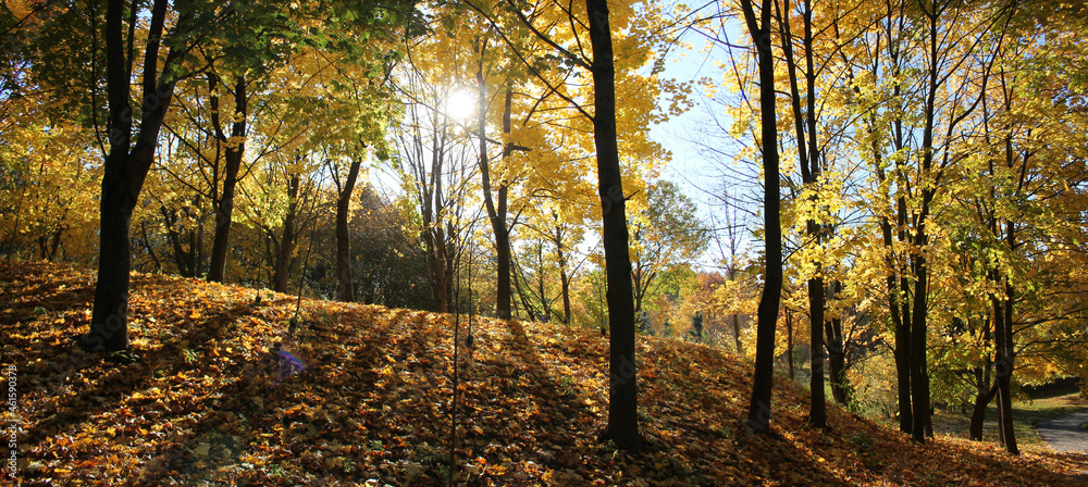 Fototapeta premium Autumn landscape. Panoramic view of park with maple trees with golden yellow foliage
