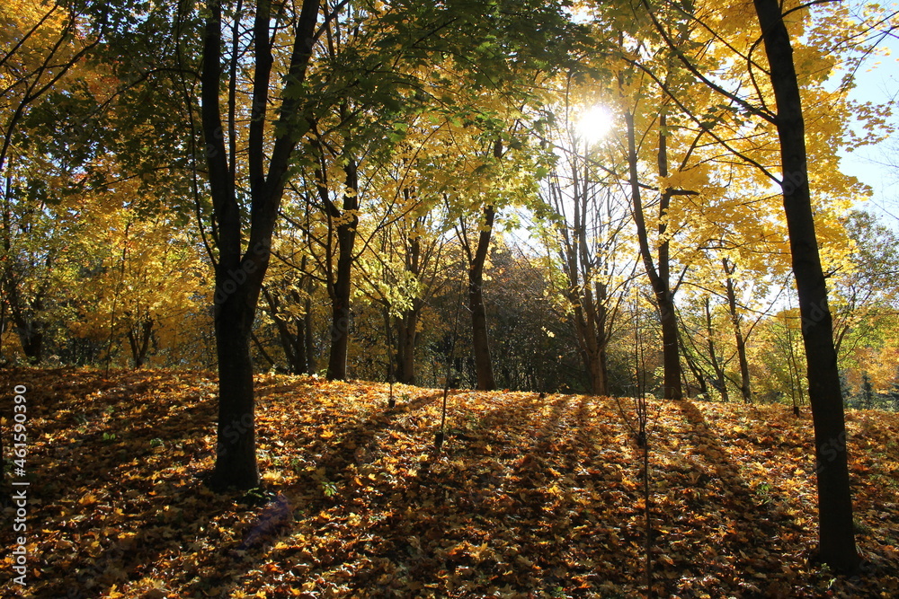 Naklejka premium Autumn landscape. Maples with golden yellow foliage and sun
