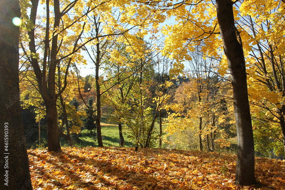 Autumn landscape. Maples with golden yellow foliage Autumn landscape. Maples with golden yellow foliage