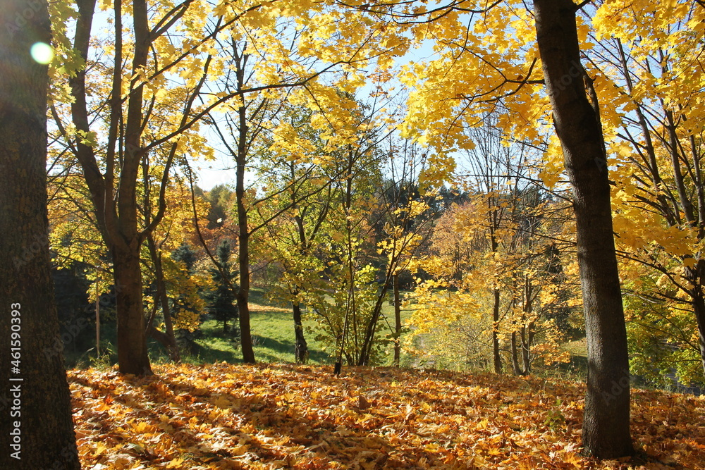 Autumn landscape. Maples with golden yellow foliage