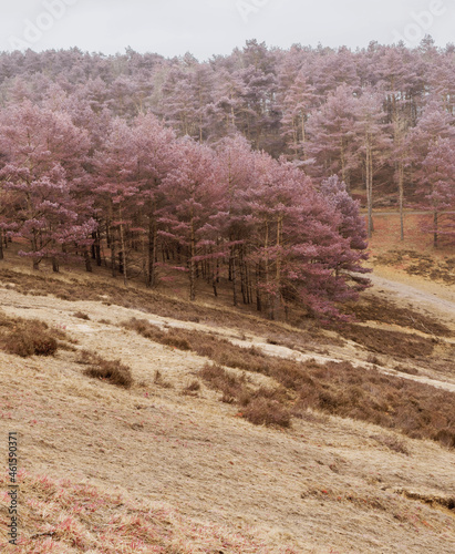 Wald