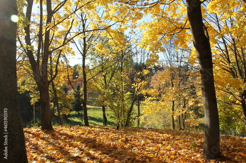 Autumn landscape. Maples with golden yellow foliage