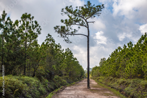 The road in the pine forest on Phu Kradueng