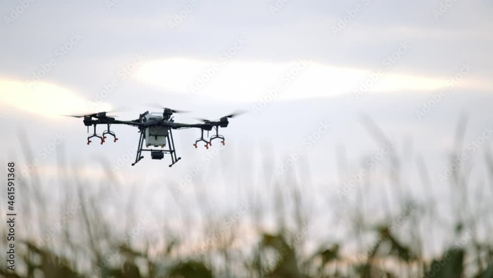 View of a huge intelligent agriculture drone with spray nozzles flying over corn field early in the morning