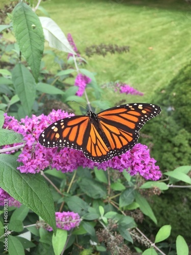 Close up of a monarch butterfly on the blooming flower of a Buddleja davidii, also called summer lilac, butterfly bush, or orange eye
