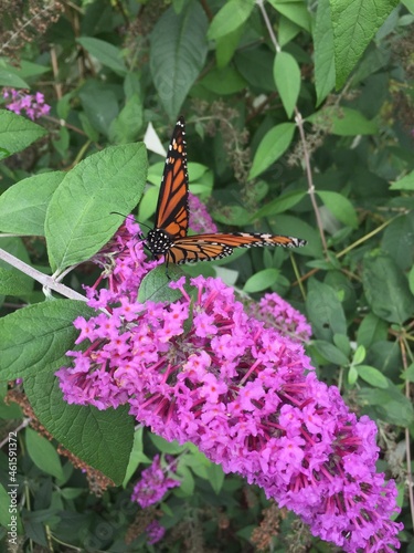 Close up of a monarch butterfly on the blooming flower of a Buddleja davidii, also called summer lilac, butterfly bush, or orange eye photo