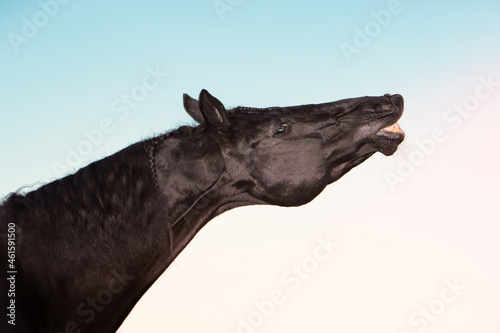 portrait of beautiful black horse sniffling against sky background
