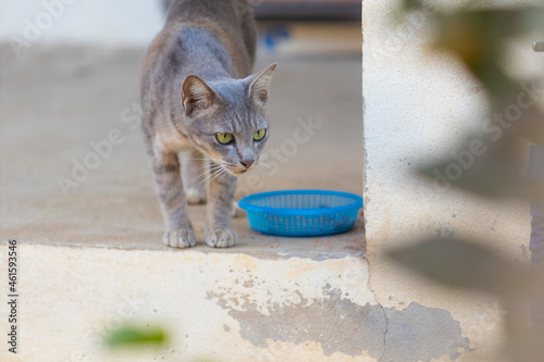 House Cat Stock Image