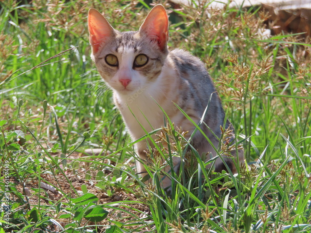 Gray kitten with big ears outside on grass