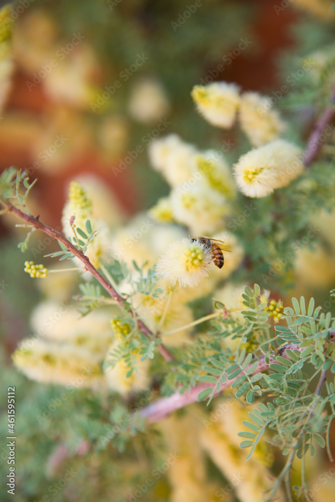 close up of hone bee pollinating wildflowers. yellow, green, and orange colors surrounding honey bee close up of hone bee pollinating wildflowers. yellow, green, and orange colors surrounding honey bee