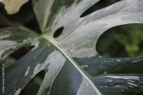 monstera close up. monstera background.white monstera leaf,white green variegated plant Philodendron monstera alba