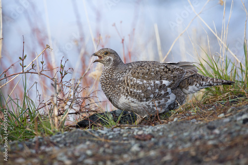 large speckled gray, brown, and white feathered Dusky Grouse hen standing on the ground in grasses and twigs with beak open looking at the camera