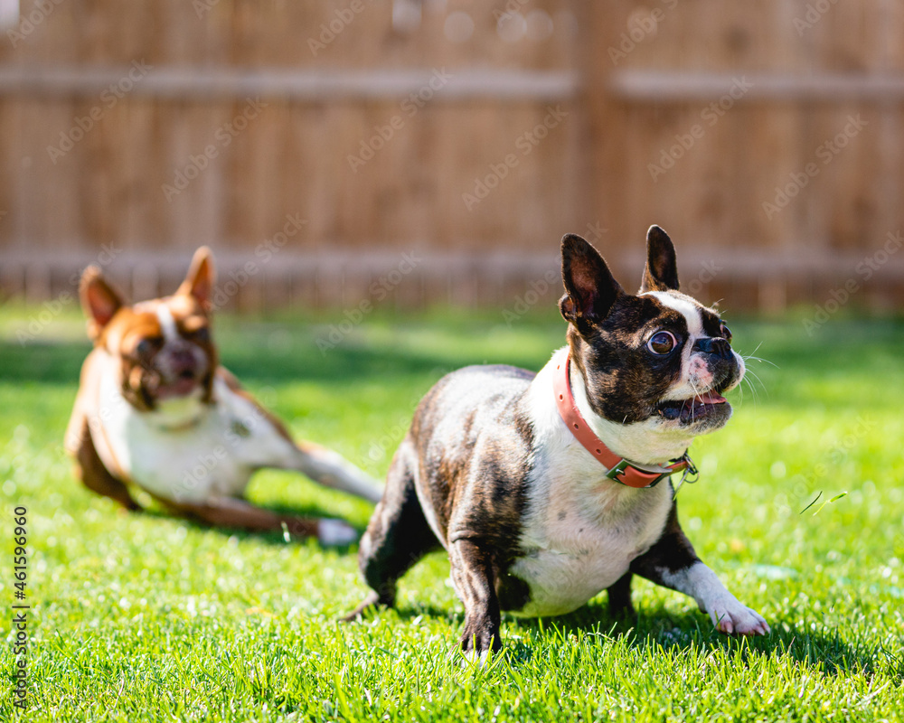 Boston terriers playing