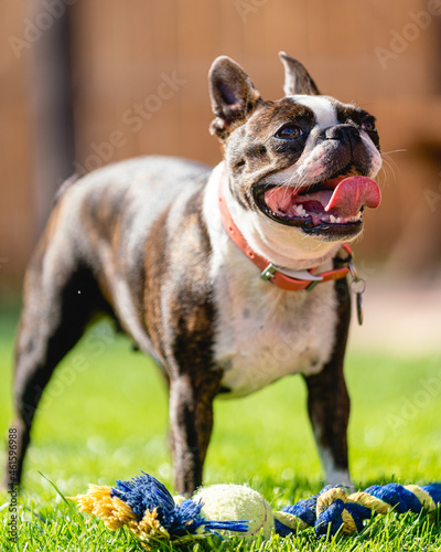 Fototapeta Naklejka Na Ścianę i Meble -  Happy Boston terrier with tongue out