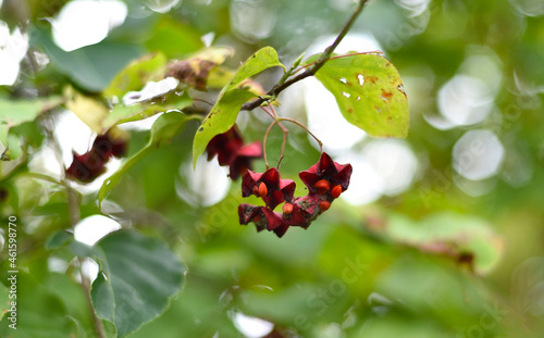 Euonymus maximowicziana Prokh. growing in Russian Far East photo