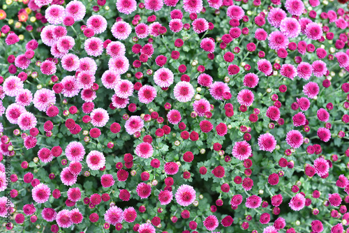 Pink bush chrysanthemum close up