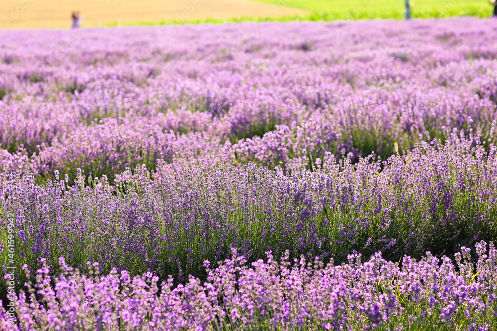 Naklejka premium Beautiful lavender field on summer day