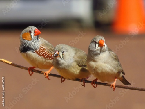 Cuadro en lienzo Three Zebra finches