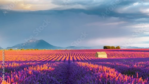 Time Lapse of Lavender field in Provence, Provence-Alpes-Côte d’Azur, France photo