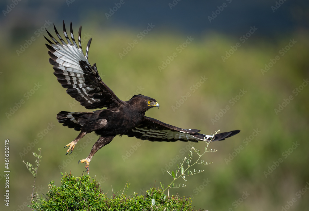 Obraz premium A long-crested eagle in Africa 