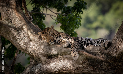 A leopard in the Mara  Africa 
