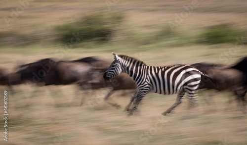 Panning photo of wildebeest and zebra running in Africa 