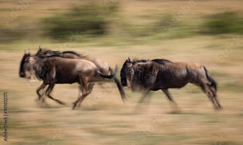 Panning photo of wildebeest running in Africa 