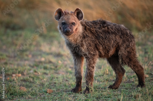 Fotografie, Obraz A hyena in the Mara, Africa
