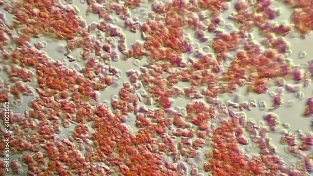 Red Blood Cells Flowing under a Microscope 1 Red Blood Cells Flowing under a Microscope 1