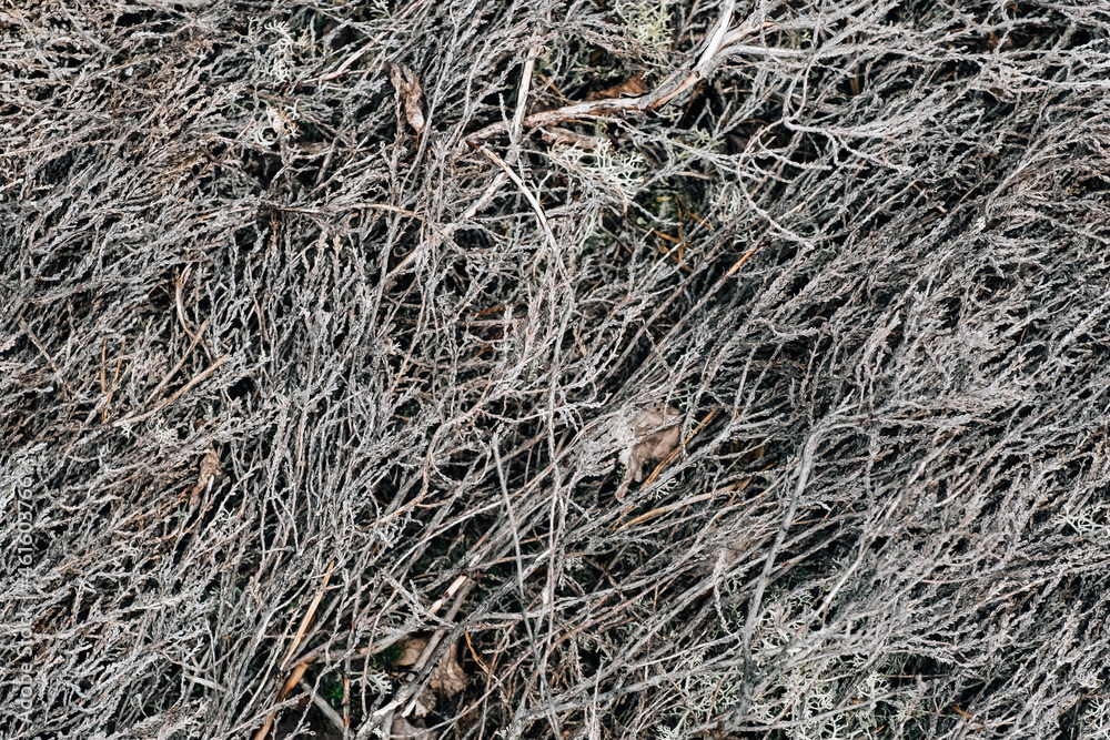 Abstract gray forest background. Natural pattern Abstract gray forest background. Natural pattern